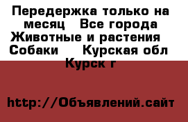 Передержка только на месяц - Все города Животные и растения » Собаки   . Курская обл.,Курск г.